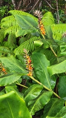 Hedychium gardnerianum, recorded fruiting