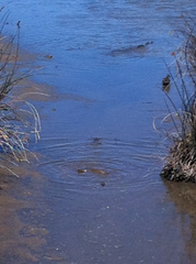 Cyprinus carpio carpio