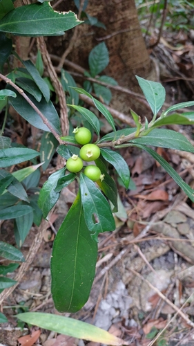 Image of Alleizettella leucocarpa by no rights reserved