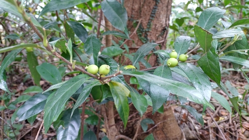 Image of Alleizettella leucocarpa by no rights reserved