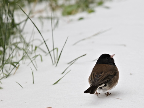 Dark-eyed Junco photographed in Oregon