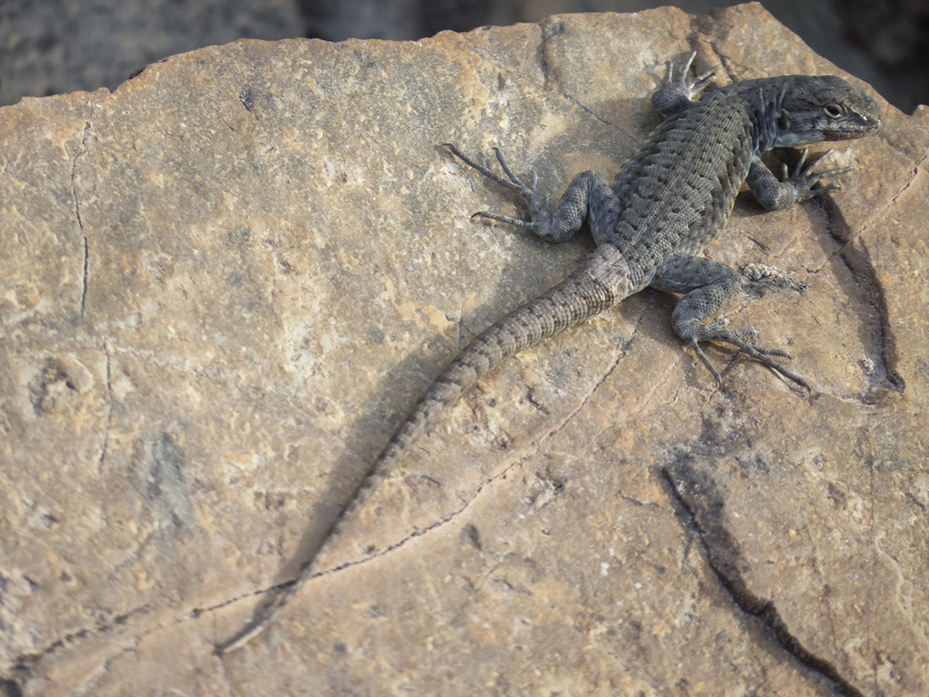 Antonieta's Lizard