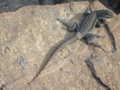 Antonieta's Lizard photo 1