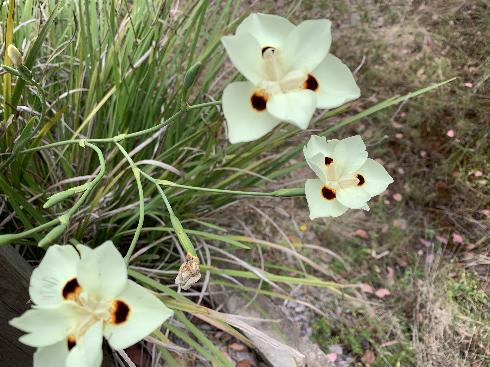 Imagem de Iris-amarelo