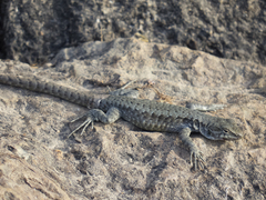 Antonieta's Lizard photo 2