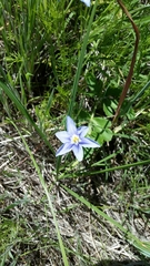 Nemastylis geminiflora