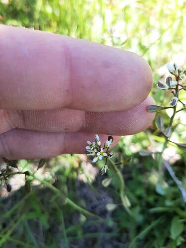 meadow pennycress (Noccaea parviflora)