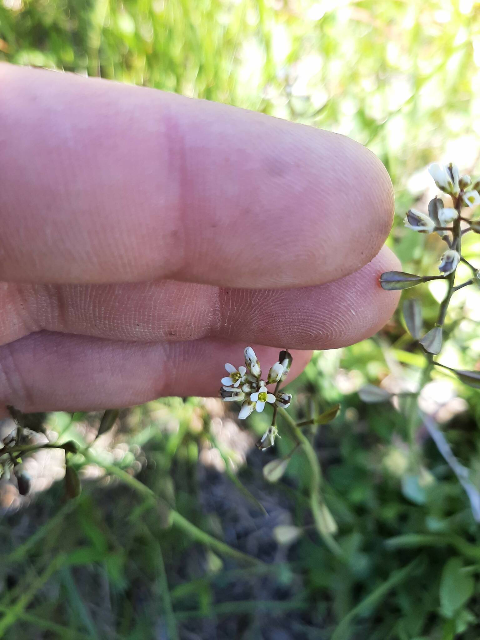 Noccaea parviflora