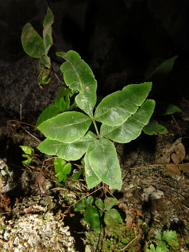 Pteris deltodon iNat (2)