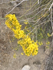 Parkinsonia florida