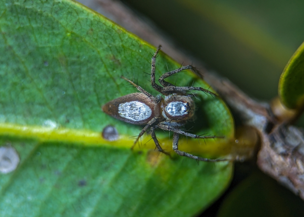 Oxyopes macroscelides