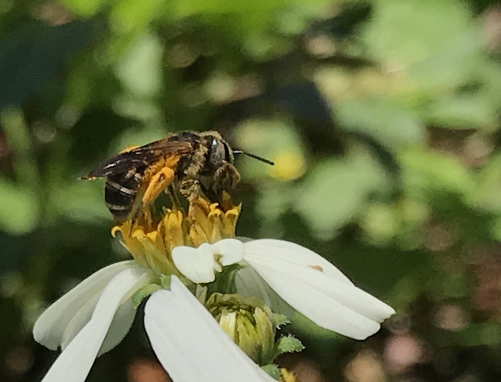 Poey s Furrow Bee From Lake Seminole Park Seminole FL US On April 12 poey-s-furrow-bee-from-lake-seminole-park-seminole-fl-us-on-april-12