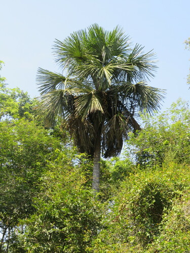 Foto de Buriti