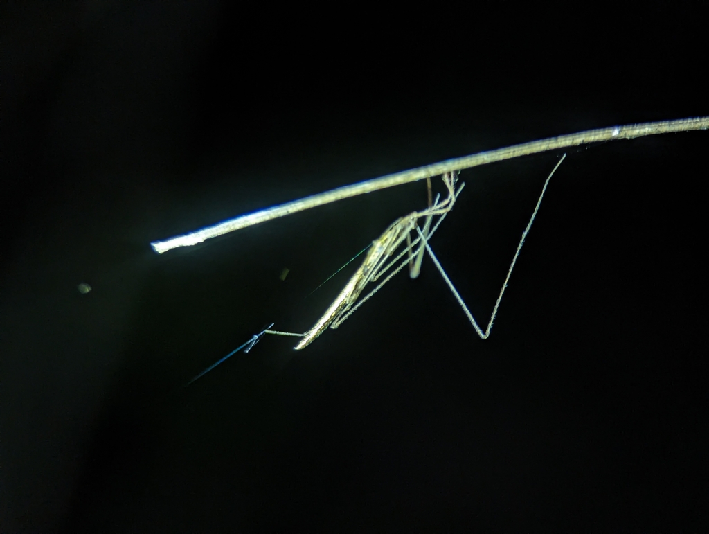 Rhomphaea brasiliensis