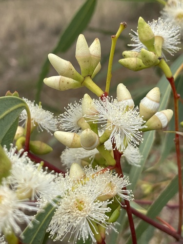 Sandplain Red Gum (Eucalyptus ammophila)