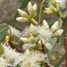 Eucalyptus ammophila - Photo (c) Dean Nicolle, some rights reserved (CC BY-NC), uploaded by Dean Nicolle