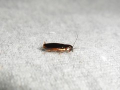 Blattodea
