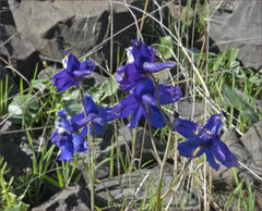 Delphinium variegatum
