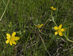 Ranunculus canus canus