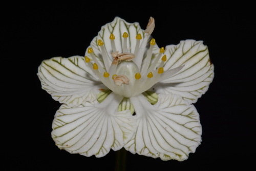Image of Parnassia asarifolia by (c) Brian Finzel, some rights reserved (CC BY-SA)