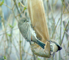 Haemorhous mexicanus