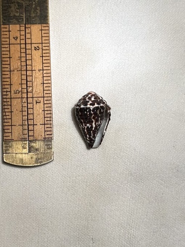 Conus chaldaeus observed 2005-08-01