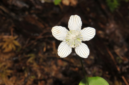 Image of Parnassia asarifolia by (c) Brian Finzel, some rights reserved (CC BY-SA)