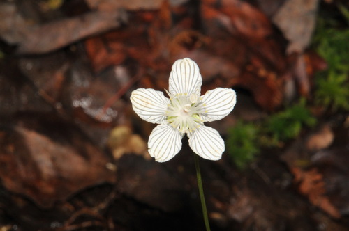 Image of Parnassia asarifolia by (c) Brian Finzel, some rights reserved (CC BY-SA)