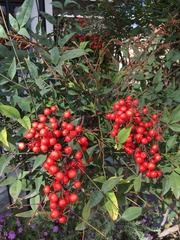 Nandina