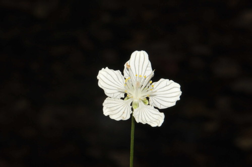 Image of Parnassia asarifolia by (c) Brian Finzel, some rights reserved (CC BY-SA)