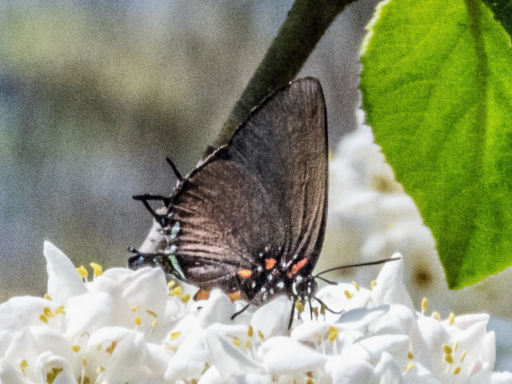 Great Purple Hairstreak from Talavera, Oklahoma City, OK, USA on April