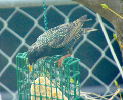 Sturnus vulgaris