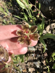 Fritillaria purdyi