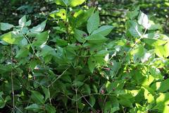 Lonicera maximowiczii