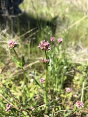Plectritis ciliosa