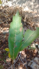 Quercus acutifolia