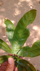 Quercus elliptica