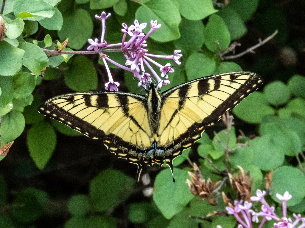 Eastern Tiger Swallowtail from Talavera, Oklahoma City, OK, USA on