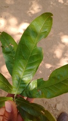 Quercus elliptica