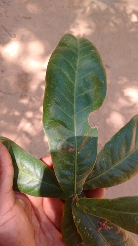 Quercus elliptica