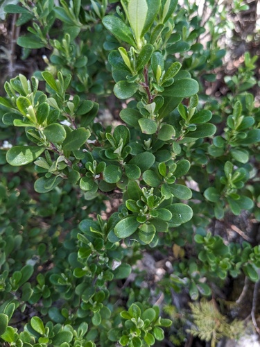 Ozothamnus antennaria, photograph 4