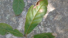Quercus elliptica