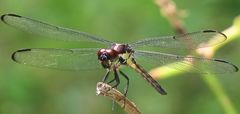 Libellula axilena