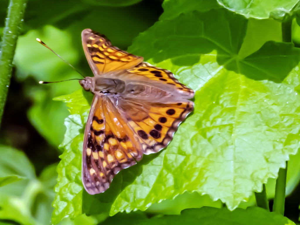 Tawny Emperor from Talavera, Oklahoma City, OK, USA on June 10, 2023 at