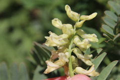 Astragalus pomonensis