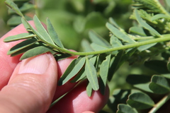 Astragalus pomonensis