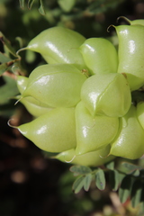 Astragalus pomonensis