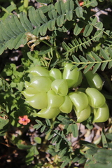 Astragalus pomonensis