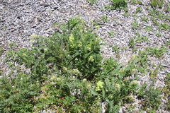 Astragalus pomonensis
