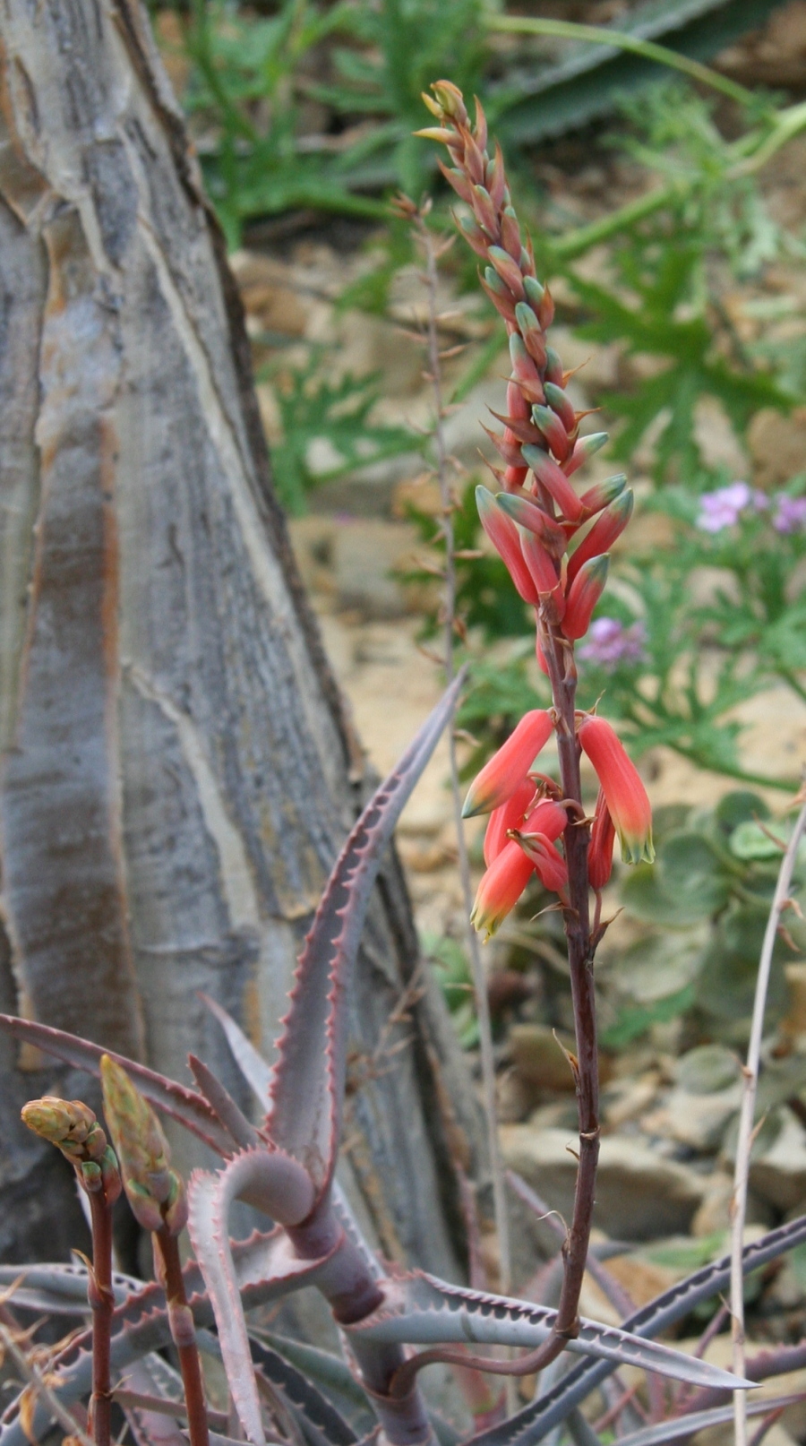 Aloe cremnophila